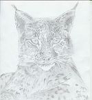 Luchs