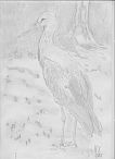 Storch