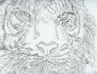 Tiger I