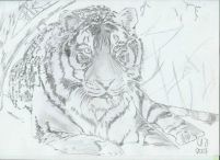 Tiger II